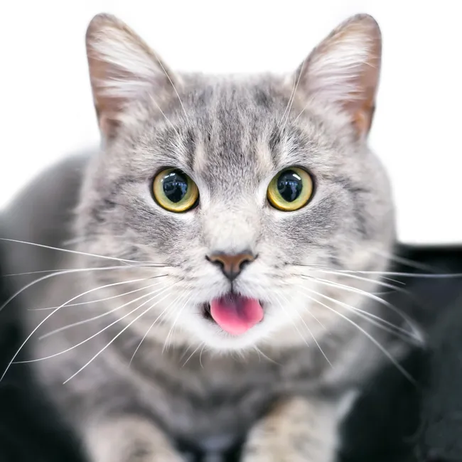 Почему кошки лижут людям волосы и не вредно ли это