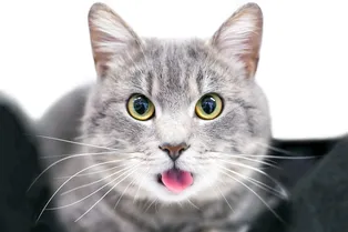 Почему кошки лижут людям волосы и не вредно ли это