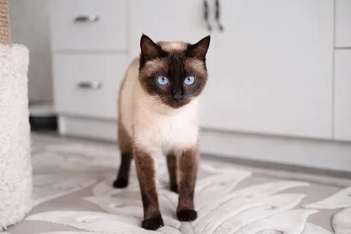 Сиамская кошка