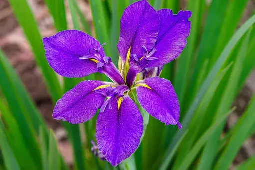 7 лучших сортов ирисов для вашего сада 7 лучших сортов ирисов для вашего сада