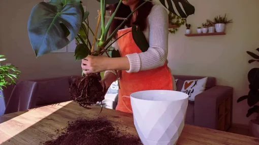 Как подготовить идеальный грунт для монстеры