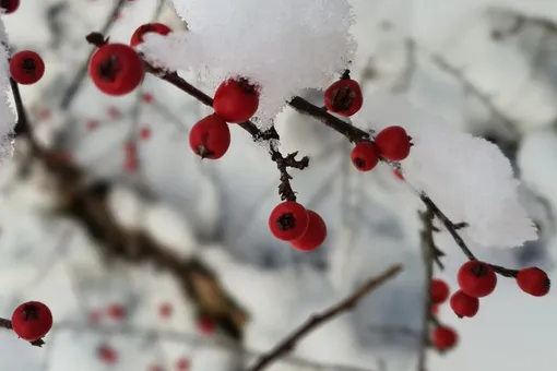 Добавят красок зимой: лучшие растения в горшках для холодов Добавят красок зимой: лучшие растения в горшках для холодов