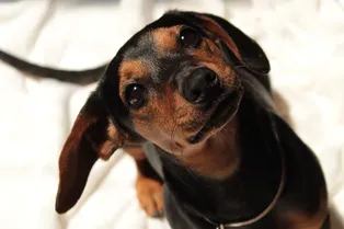 Маленький герой: такса спасла пожилого друга