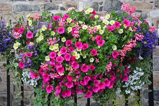 Петуния будет цвести до заморозков, если сделать это сейчас Петуния будет цвести до заморозков, если сделать это сейчас