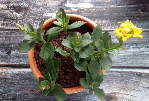 Размножение каланхоэ Блоссфельда