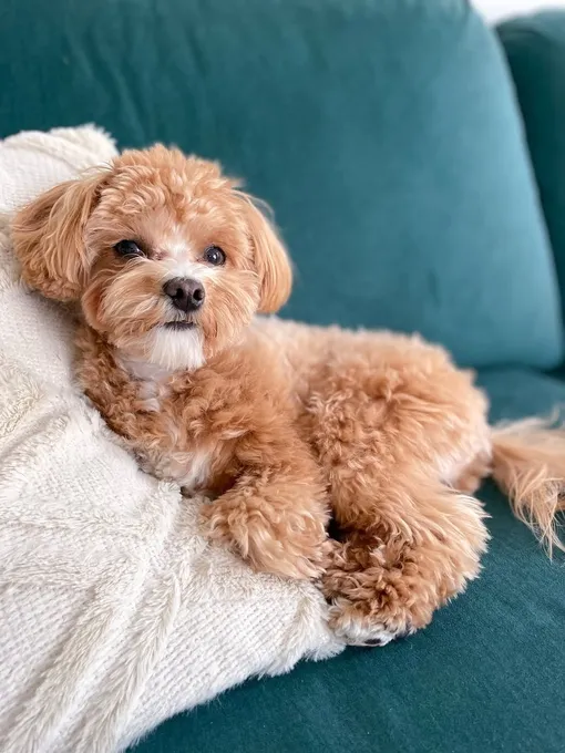 Мальтипу Мальтипу