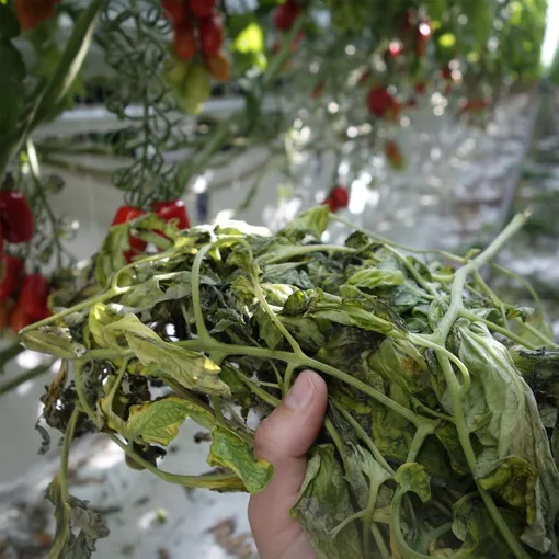 Настой из помидорной и картофельной ботвы для борьбы с вредителями