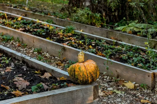 Что делать с пустыми грядками в ноябре: 4 способа защитить почву до весны Что делать с пустыми грядками в ноябре: 4 способа защитить почву до весны