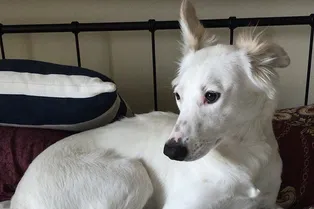 Уличный пес заснул на руках у спасителя — когда понял, что он в безопасности