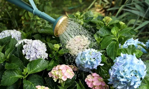 Как применять сульфат алюминия, чтобы «окрасить» цветы гортензии