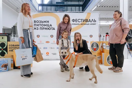Фестиваль Собаки, которые любят Фестиваль Собаки, которые любят