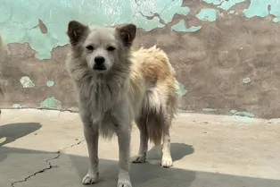 Можно ли брать собак или кошек с улицы и как правильно это делать Можно ли брать собак или кошек с улицы и как правильно это делать