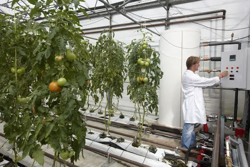 20 забавных фактов про томаты фото