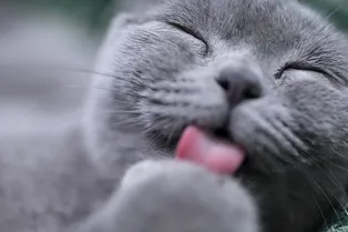 Неведома зверюшка: котопёс из Вьетнама по кличке Дуй стал звездой