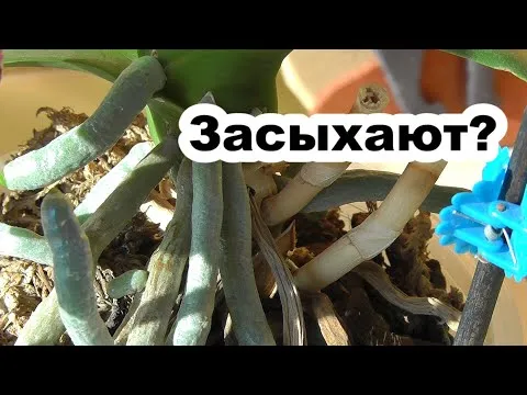 Нажми и смотри