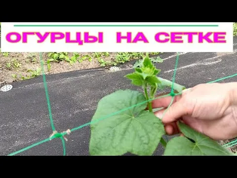 Нажми и смотри