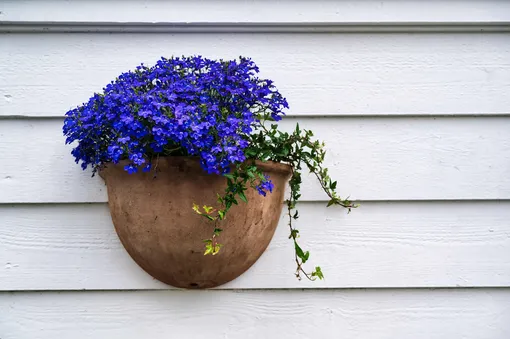 Лобелия будет выигрышно смотреться как на клумбе, так и в декоративном кашпо Лобелия будет выигрышно смотреться как на клумбе, так и в декоративном кашпо