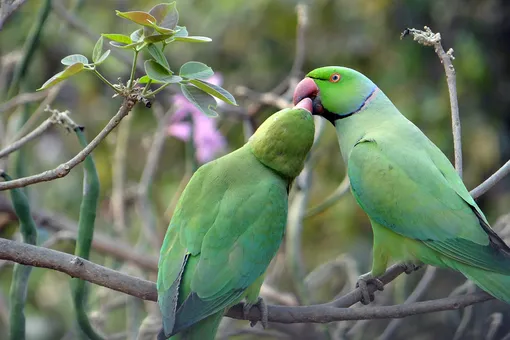 Попугаи устроили «человеческую» беседу. Все успели: и поругаться, и помириться! Попугаи устроили «человеческую» беседу. Все успели: и поругаться, и помириться!