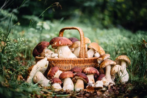 Камышовые опята, вёшенки, маслята: какие грибы собирают вёдрами в конце октября