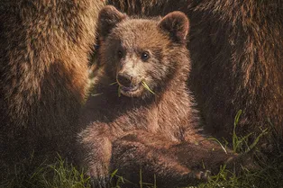 В Канаде задержали медвежонка, который пытался незаконно пересечь границу с США