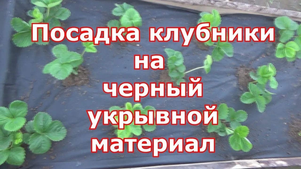Нажми и смотри