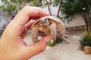 Чем кормить черепаху: особенности питания, список разрешённых и запрещённых продуктов