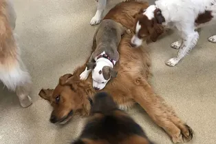 Хитрый щенок дружит только с пушистыми собаками. И вот почему