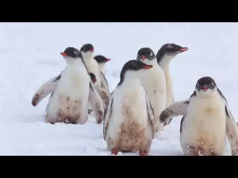 Нажми и смотри