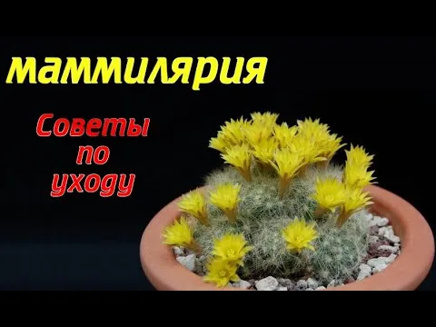 Нажми и смотри