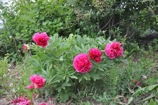 Почему пионы не цветут