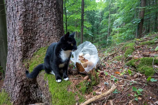 Какие грибы собирают вёдрами в конце октября и ноябре и кот