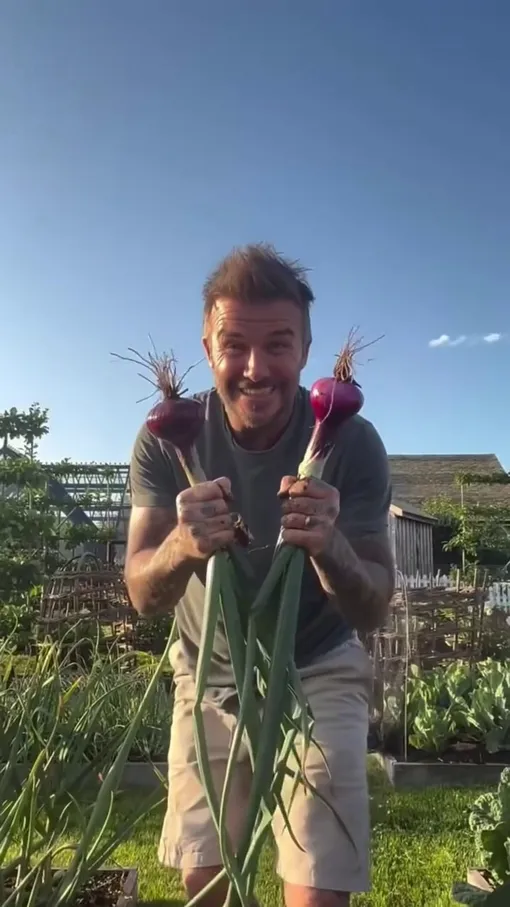 Дэвид Бекхэм демонстрирует урожай лука