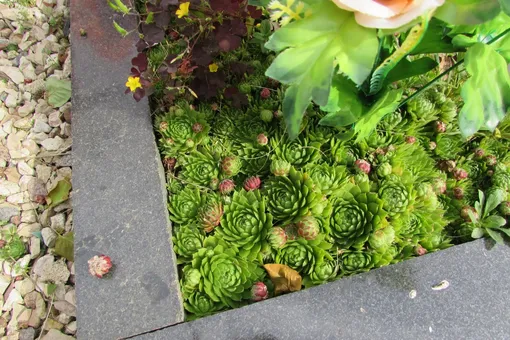 Очиток Очиток