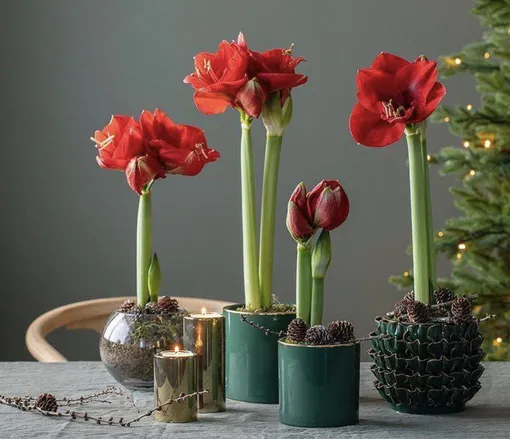 Гиппеаструм (Амариллис)