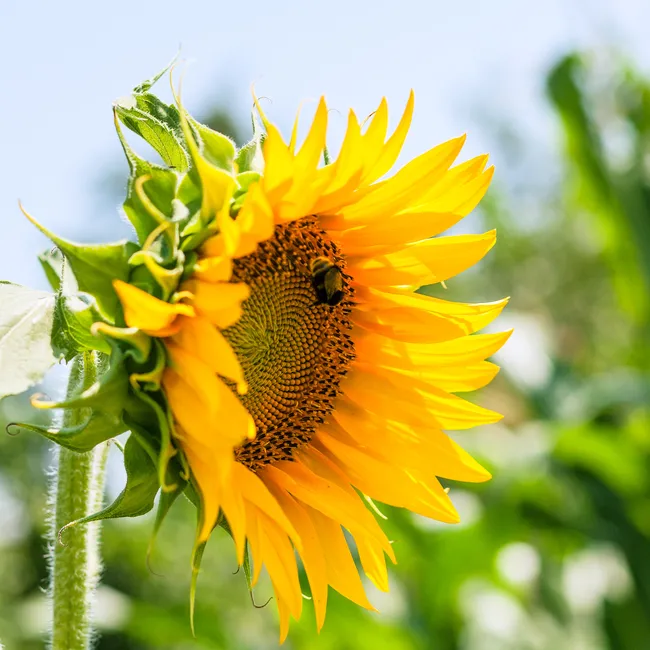 Лето пришло: откуда 27-градусная жара в России и как это скажется на урожае