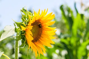 Лето пришло: откуда 27-градусная жара в России и как это скажется на урожае