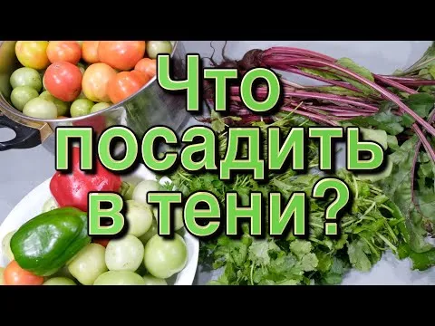 Нажми и смотри