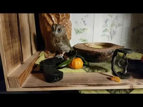 Нажми и смотри
