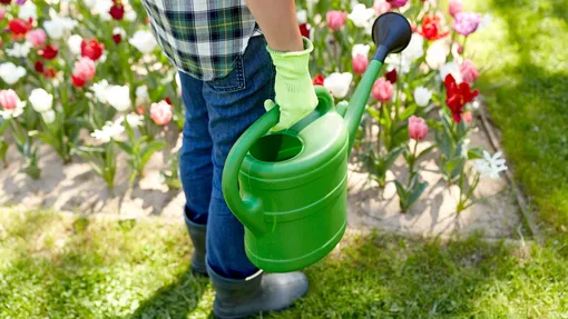 Когда и как часто нужно поливать тюльпаны