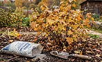 Осенняя подкормка смородины суперфосфатом: как правильно внести фосфор в зону корней (шпаргалка) Осенняя подкормка смородины суперфосфатом: как правильно внести фосфор в зону корней (шпаргалка)