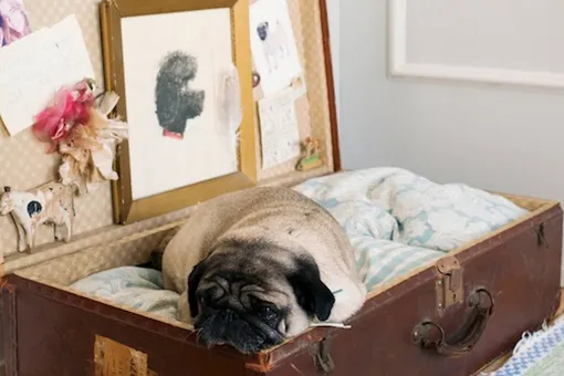 Кто в доме хозяин? Цифры и факты о домашних любимцах