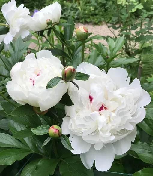 Пион «Фестива Максима» Пион «Фестива Максима»