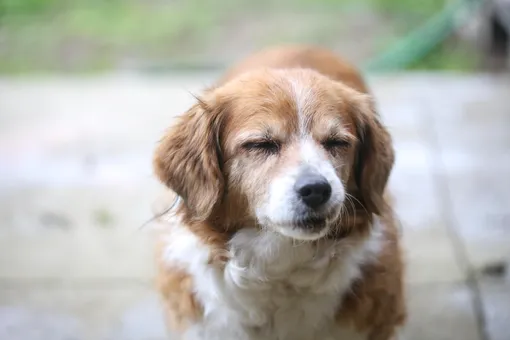Аллергия у собак фото
