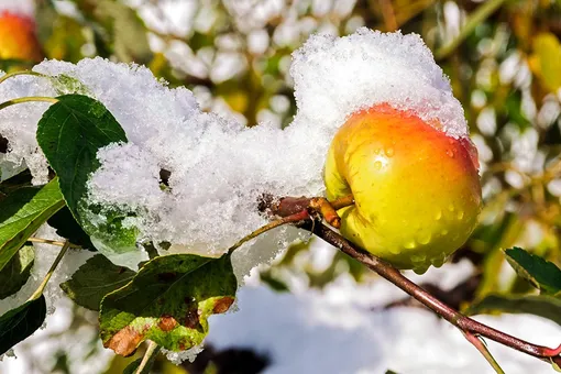 Подготовка яблонь к зиме: 5 шагов к богатому урожаю в следующем сезоне Подготовка яблонь к зиме: 5 шагов к богатому урожаю в следующем сезоне