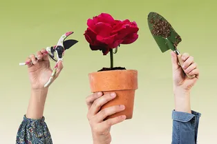 Как пересадить розу в горшок весной 2026: пошаговая инструкция, полезные советы и нюансы