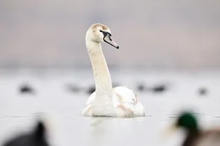 «За всех птиц сказал спасибо»: измазанный мазутом лебедь из Анапы поблагодарил волонтёра за спасение