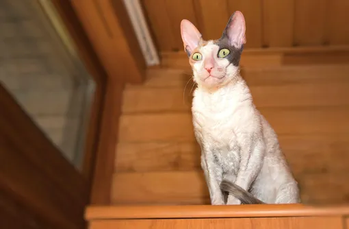 корниш рекс фото