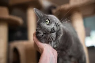 Что будет, если перестать гладить кошку