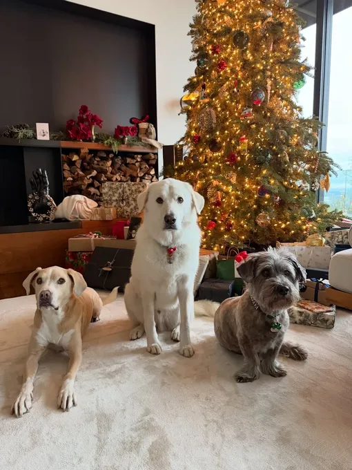 собаки звезд