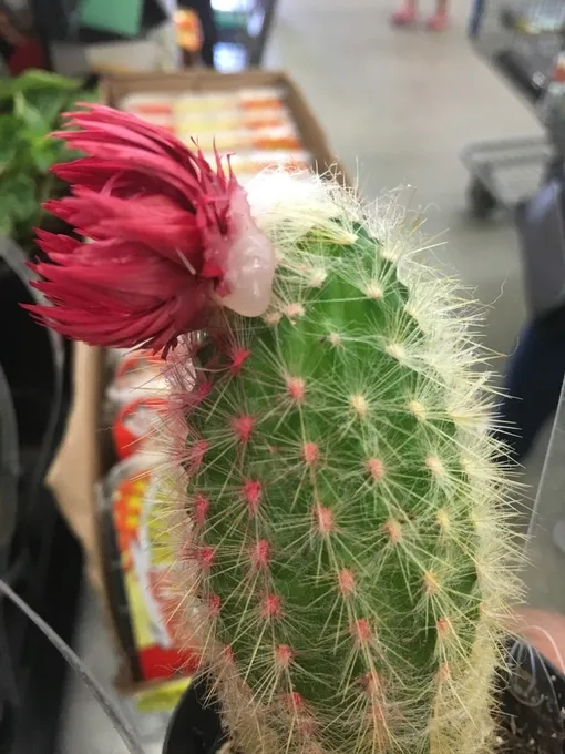 Как распознать искусственный цветок на кактусе Как распознать искусственный цветок на кактусе